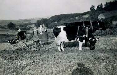 Familie Hahmeier 1946 bei der Landarbeit